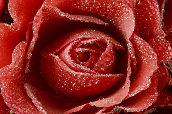 Rosa roja en gotas de rocío