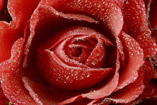 Красная роза в каплях росы