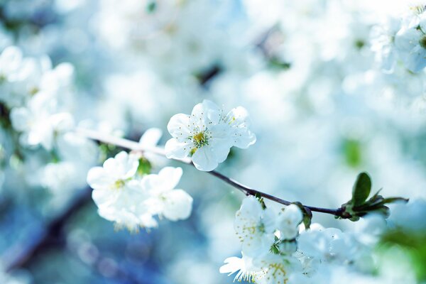 Rama floreciente con flores blancas como la nieve