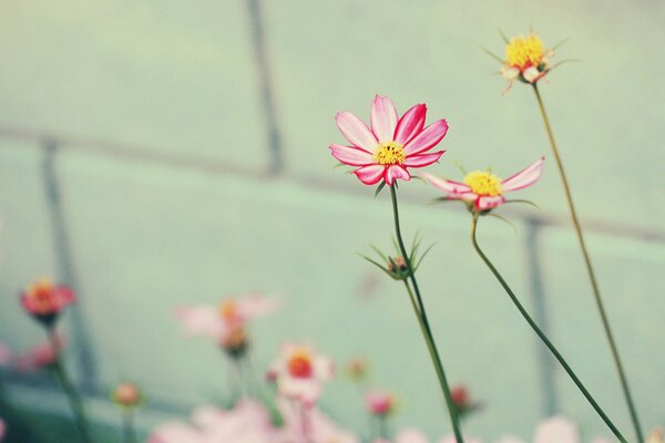 Fleurs roses sur fond de mur blanc