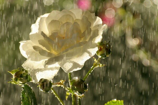 Flor de rosa de té bajo la lluvia torrencial