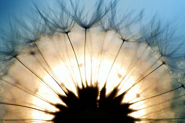 Pissenlit en macro et derrière lui le soleil levant