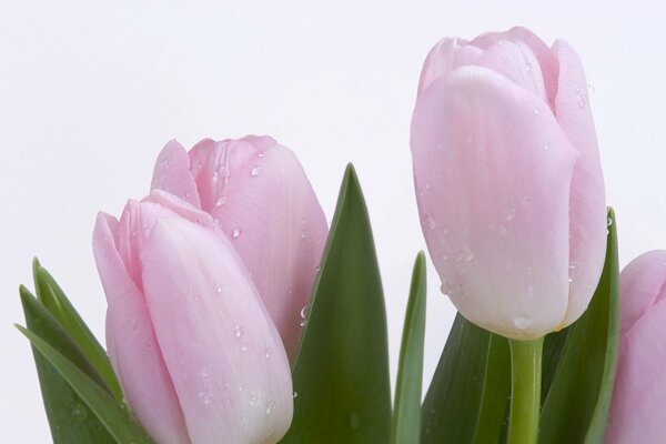 Delicate tulips with dew drops