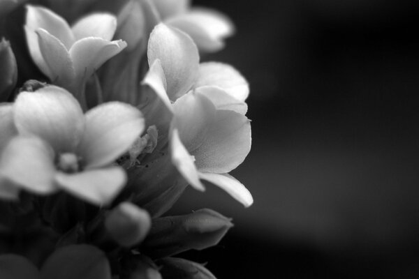 Flores sobre fondo blanco y negro