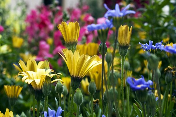 A variety of colors in the summer meadow