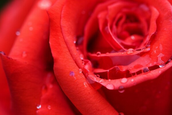 Rose écarlate avec de la rosée sur les lerestkahs