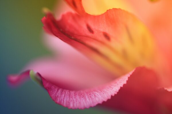 A petal of a red flower in close-up