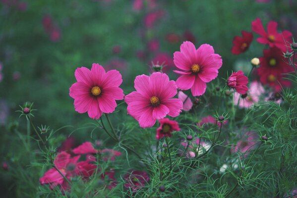 Einfache rosa Blumen auf dem Feld