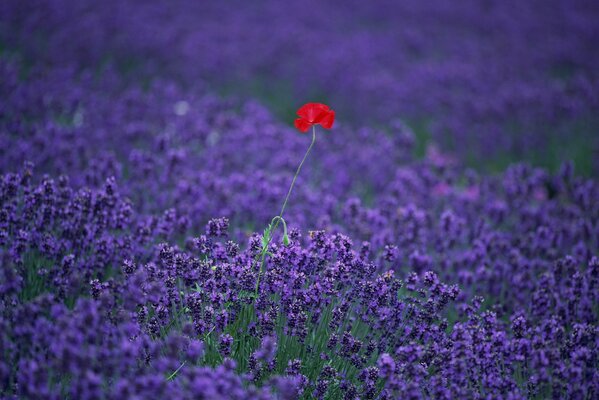 Amapola roja en el campo de lavond