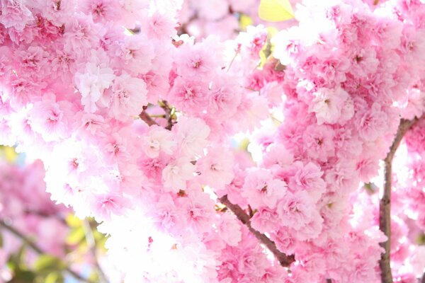 Die Sonne fällt Strahlen auf einen Rosebaum