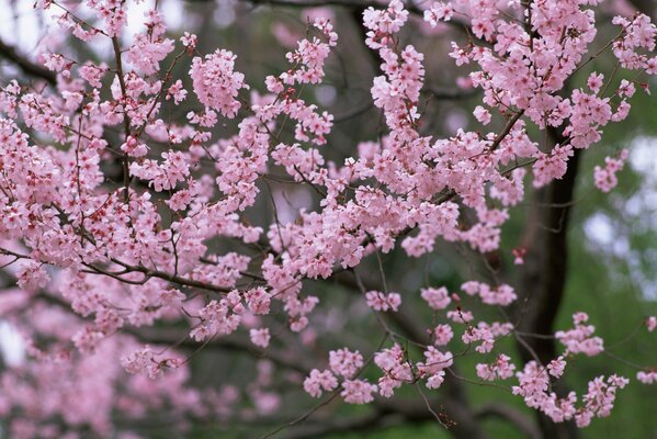 Atemberaubende Kirschblüte im Frühling Foto von Bäumen