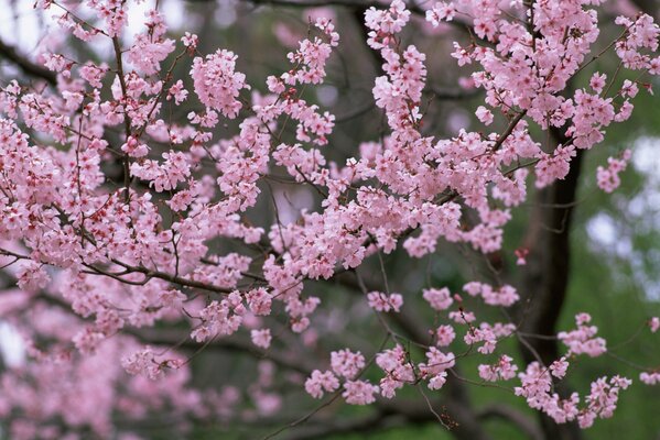 Splendida fioritura di fiori di ciliegio in primavera Foto di alberi