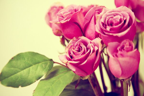 Blumenstrauß aus rosa Rosen. Makroaufnahme