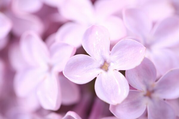 Symbole du printemps-odeur de lilas