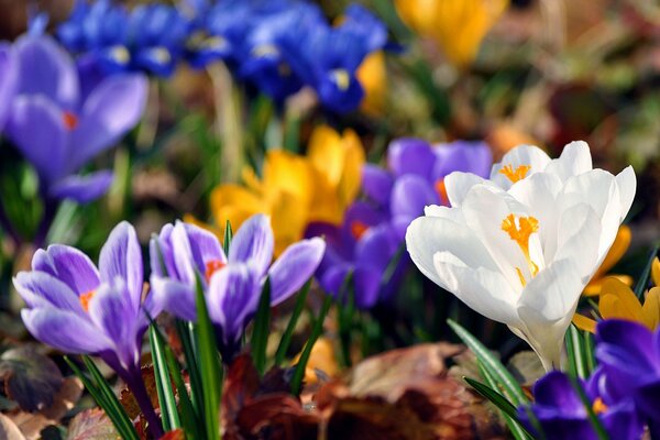 Floraison lumineuse des Crocus printaniers