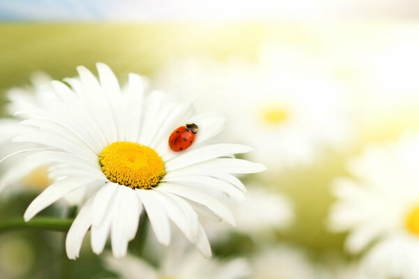 Marguerites blanches en gros plan avec coccinelle rouge