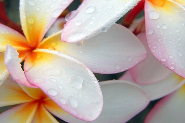 Hermosas flores blancas y amarillas con rocío