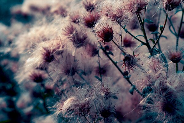 Nahaufnahme von Blumen in der Natur am Abend