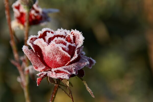 A frosted red rose in the wind