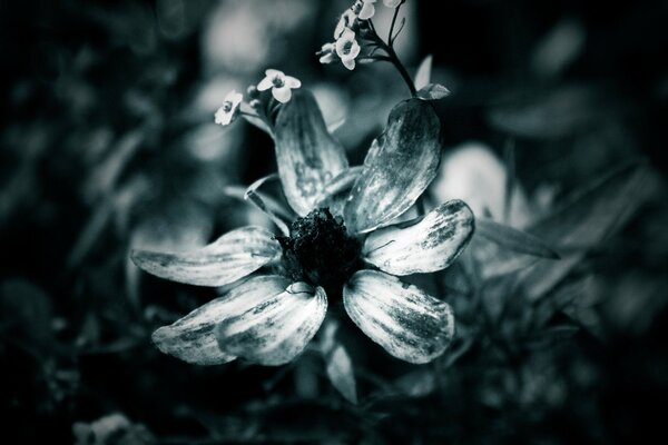 Black and white macro image of a flower