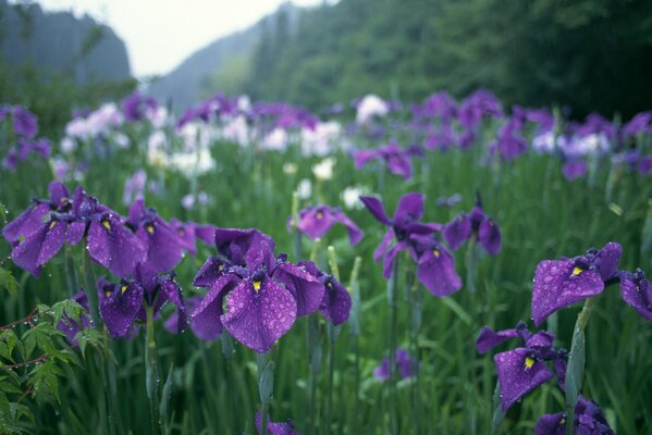 Iris in giardino dopo la pioggia