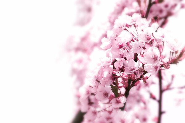 Japanese sakura tree with flowers