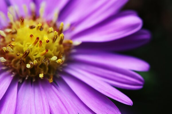 Juicy violet and bright flower