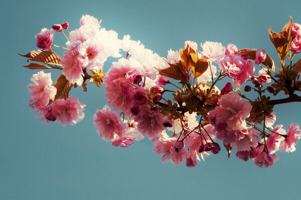 Blooming pink branch on a blue background