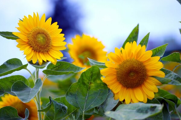 Girasoli luminosi Russi bambini del sole