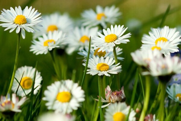 Sommer Kamillenblüten und grünes Gras