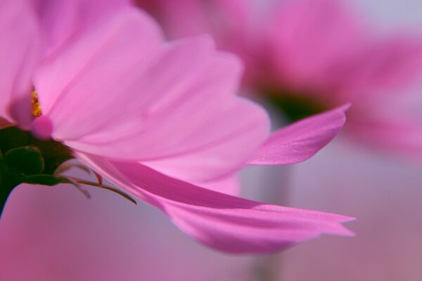 Нежные лепестки розовых цветов крупным планом