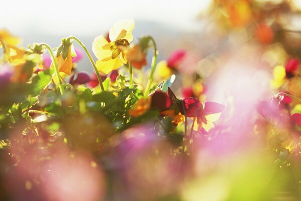 Bunte Wildblumen auf einer sonnigen Wiese