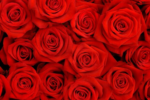 Red roses close-up