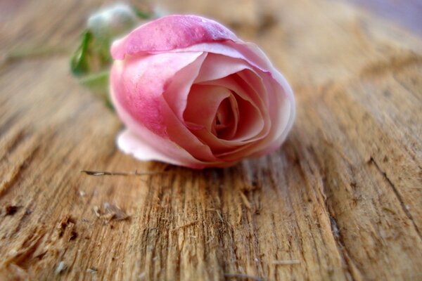 Delicada rosa en una mesa de madera