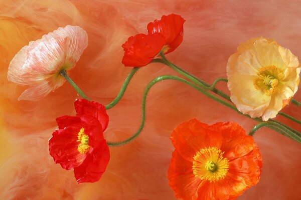 Dessin de tiges de coquelicots sur fond orange