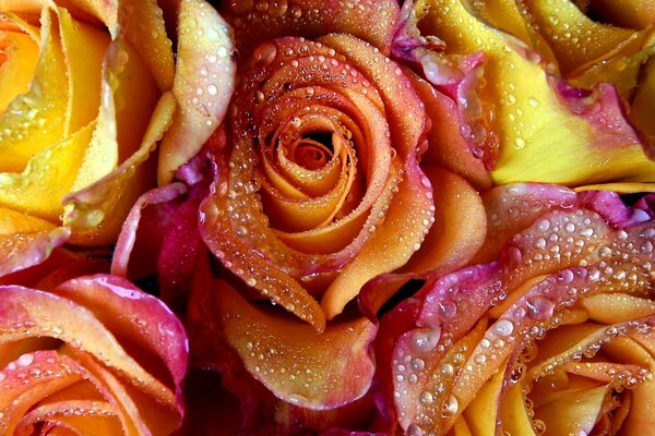 Dewdrops on rose petals