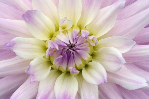 The budding purple dahlia