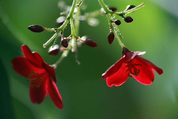 Rote Blüten mit Knospen auf grünem Hintergrund