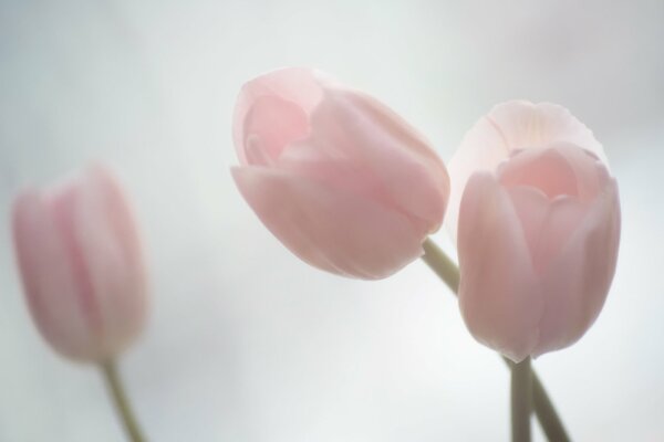 Delicados tulipanes de primavera rosa