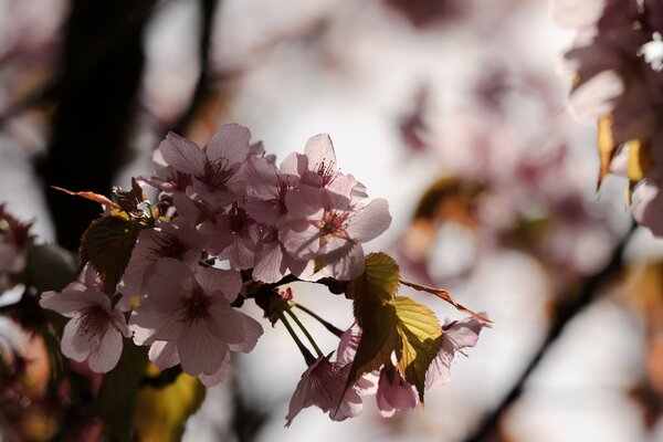 Delicate cherry blossoms bloomed on a branch