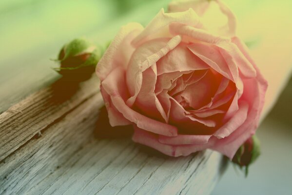 Rose rose bourgeon sur l arbre