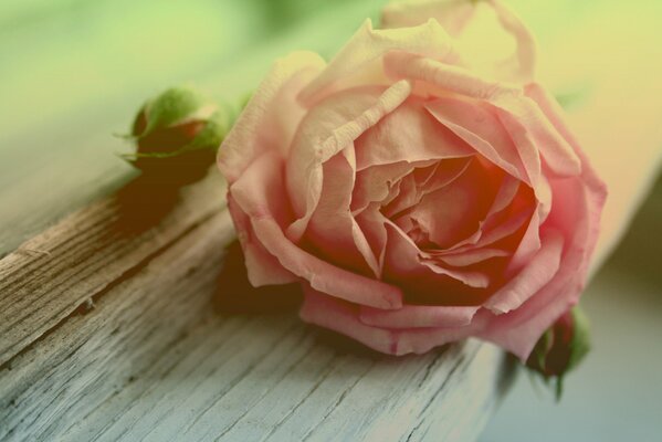 Różowa róża pączek na drzewie
