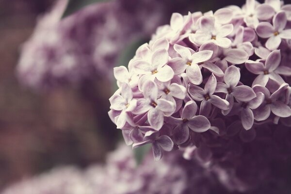 Spring mood lilac flowers