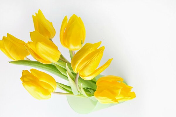 Bouquet of yellow tulips in a glass