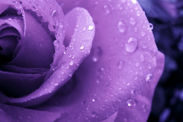 Rose lilas avec des gouttes de rosée