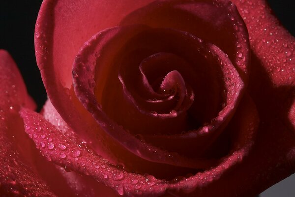 Rote Rose mit Wassertropfen