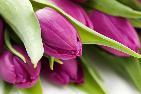 Fotografía macro de tulipanes rosados