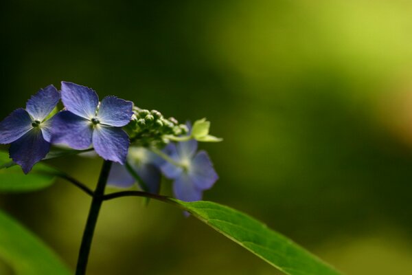 Macro photos of beautiful blue flowers