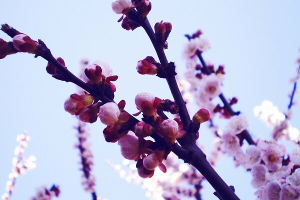 Riprese macro di rami di Sakura