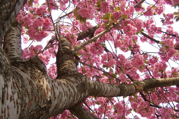 Flor de cerezo japonés de primavera